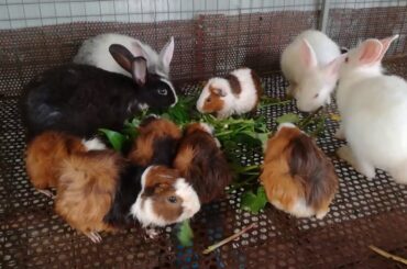 Rabbit - Rabbit Eating Vegetable - Rabbit Videos - Funny and Cute Baby Rabbit Videos Compilation