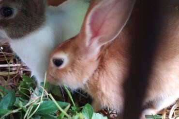 Hungry "Rabbit" eating grass