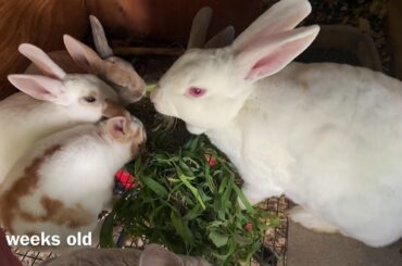 BABY BUNNIES!!! Our babycakes had 5 mini rex bunnies!