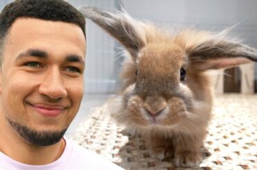 Meet Our New Pet Rabbit!