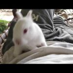 baby rabbit video