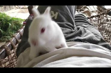 baby rabbit video
