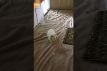 Cute hopping Bun Bun!