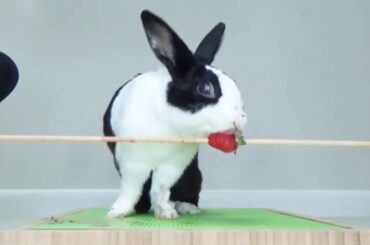 Cute Rabbit Eating Compilation – ASMR