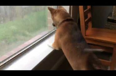Baby Shiba Inu tries to eat a rabbit