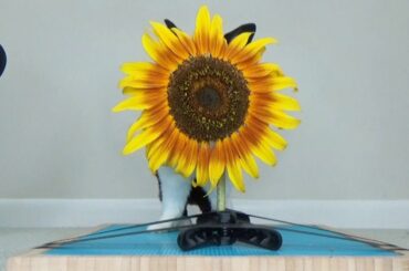 Rabbit Attacks Sunflower! Rabbit eating ASMR!