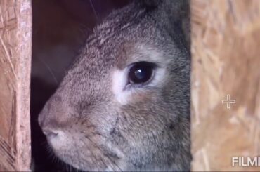 Rabbit||Funny and Cute Baby Bunny Rabbit Videos || Baby Animal Video Compilation 2020