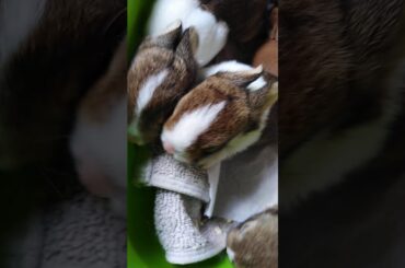 Baby rabbits 🐰rabbit 🐰 10 days old