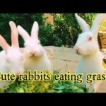 Little cute rabbits eating grass😍 and there chewing sound😄
