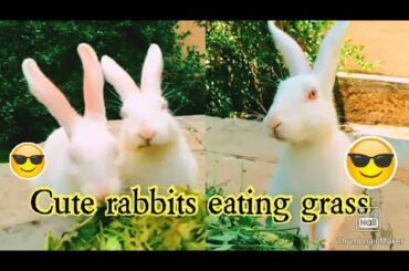 Little cute rabbits eating grass😍 and there chewing sound😄