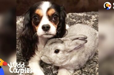 Sick Dog Gets Support from Bunny Best Friend - LOLA & PEPPER | The Dodo Odd Couples