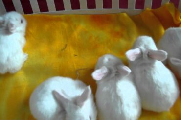 Baby Easter Bunnies Blue Eyed White Holland Loops Binkies