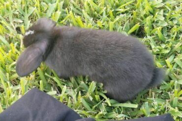 Baby Bunny sitting (read description)