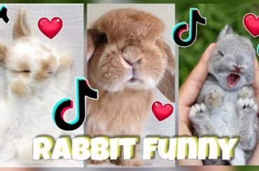 funny and cute baby bunny rabbit vdeos / Baby animals video compilation 2020