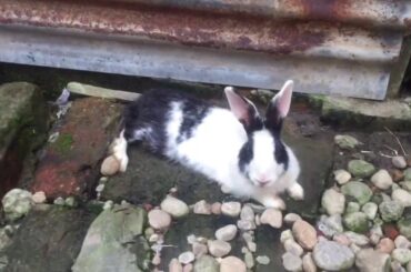 Cutest Bunnies?? 😍