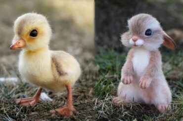 Cute baby animals Videos Compilation cutest moment ever of the animals So Cute 2