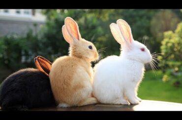 Funny and Cute Baby Bunny Rabbit Videos 🐇 Animal Video Compilation 2020