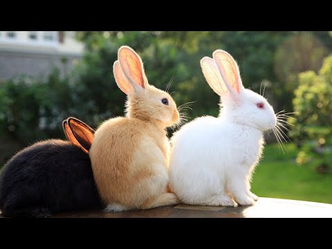 Funny and Cute Baby Bunny Rabbit Videos 🐇 Animal Video Compilation 2020