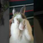 🐇🐰Cute bunny Oreo🐰🐇