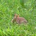 Baby rabbit in my backyard