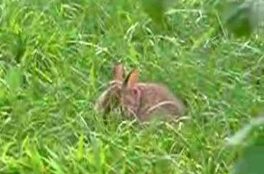 Baby rabbit in my backyard