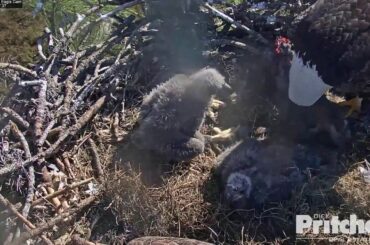 01-15-19 SWFL eagles; M brings in a baby rabbit; **WARNING - GRAPHIC**