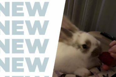 Cute Baby Bunny Eats Strawberry
