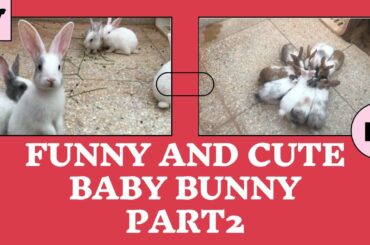 Funny and Cute Baby Bunny Rabbit Videos - Happy Bunny Jumping - Cute Baby Rabbits ( Part 2)