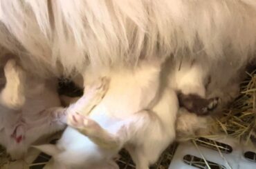 Angora rabbit babies nursing