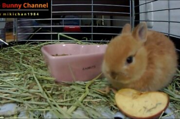Cute bunny Rabbit eating an apple Part.1 Netherland Dwarf