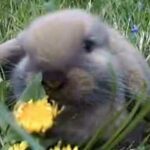 Baby Bunny Eats Dandelion