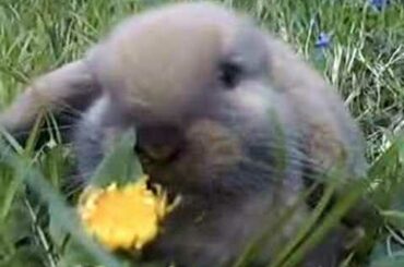 Baby Bunny Eats Dandelion