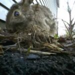 Bunny Cam 2012 - Mom Rabbit Feeds Babies