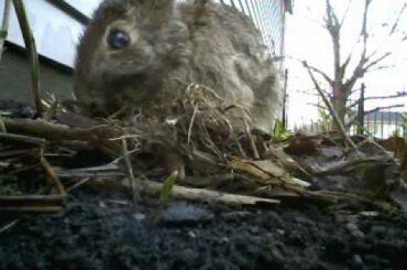 Bunny Cam 2012 - Mom Rabbit Feeds Babies