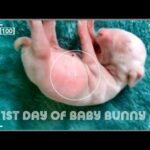 First day of baby bunny ||#cutest bunny|| baby rabbit from day1