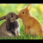 Funny and Cute Baby Bunny Rabbit Videos - Baby Animal Video Compilation (2020)