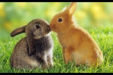 Funny and Cute Baby Bunny Rabbit Videos - Baby Animal Video Compilation (2020)