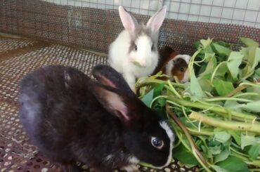 Rabbit - Rabbit Eating Vegetable - Rabbit Videos - Funny and Cute Baby Rabbit Video - Cute Rabbits