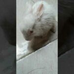 My cute rabbit 🐇 🐇