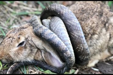 Rescue rabbit from King Cobra attack crying for help _ Rescue dog story