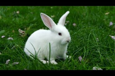 MY cute rabbit🐰vlogs /MORNING VLOGS