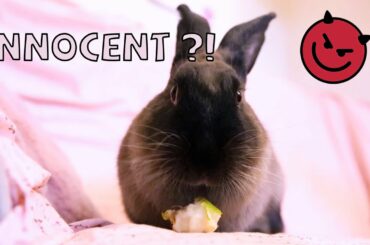 Mokka - My Lovely and Adorable Rabbit ❤