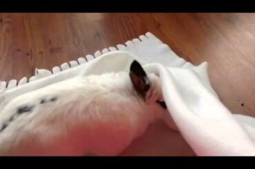 Cute Bunny Playing with a Blanket