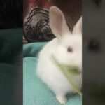Cute Baby Rabbit Loves Eating