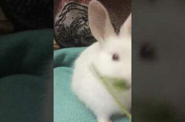 Cute Baby Rabbit Loves Eating