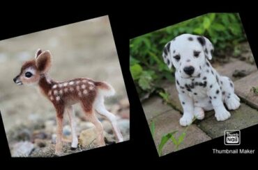 Cute  baby animals 😘 compliment their works😚