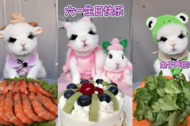 【Eat Show no talking】The sound of cute rabbit eating fruit, it can reduce stress and help sleep
