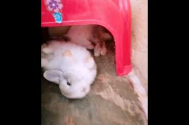 Sleeping Baby Bunny 2
