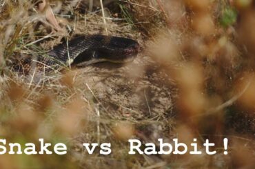 Cottontail Rabbit tries to save it's babies from snake in Oklahoma!