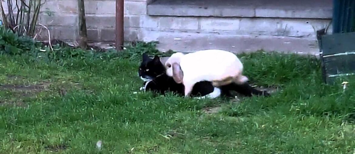 Bunny Loves Kitty | Cute Animals | Funny Pets Video